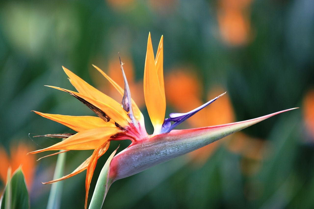 Strelitzia reginae: flor cortada, corte y cultivares