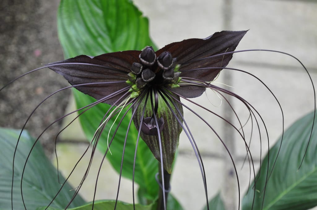 Tacca chantrieri: para qué sirven los filamentos de la flor