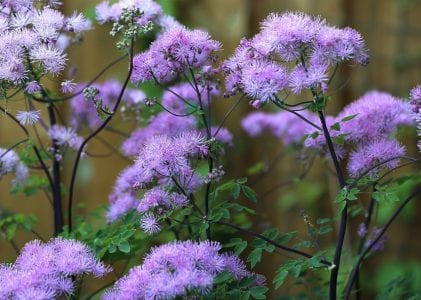Penacho rosado de flores de Thalictrum aquilegifolium