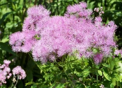 Talictro con flores de colores vivos en el jardín