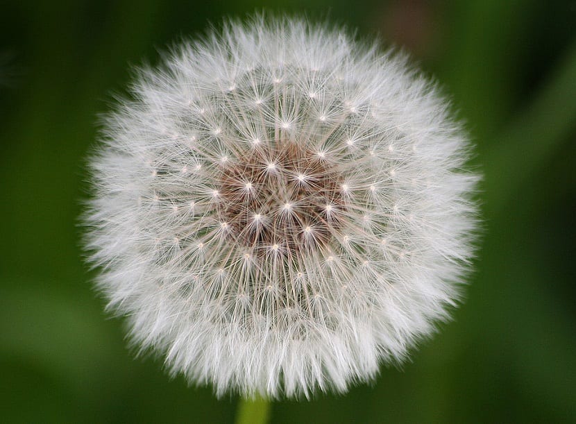 Taraxacum officinale: el diente de león que se clona