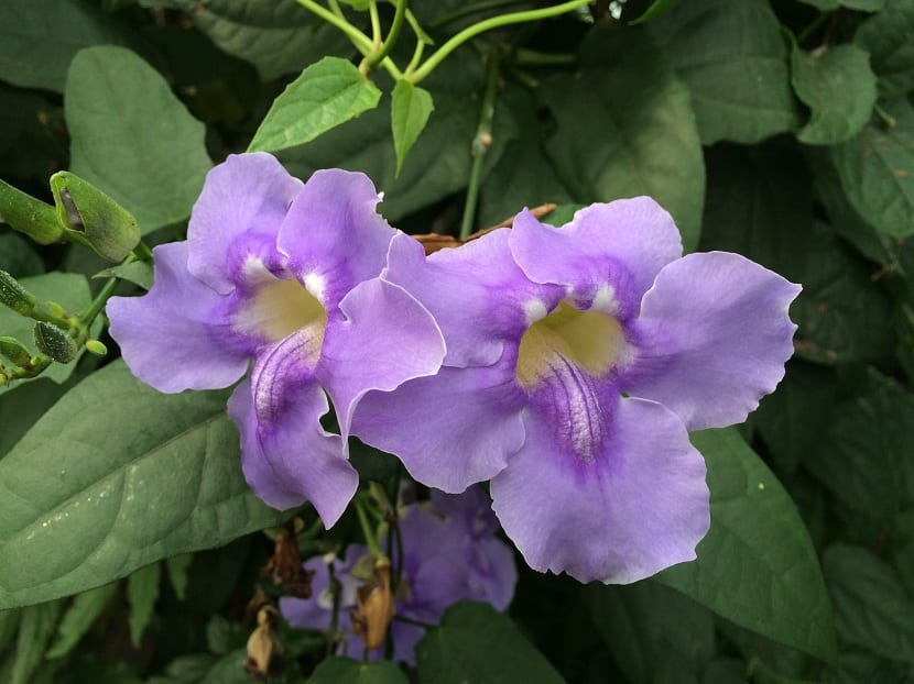 Thunbergia grandiflora: belleza azul y vigor invasor