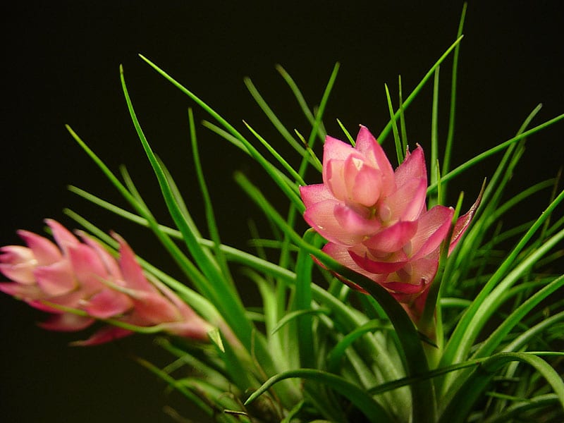 Tillandsia stricta o clavel del aire: flor y cuidados