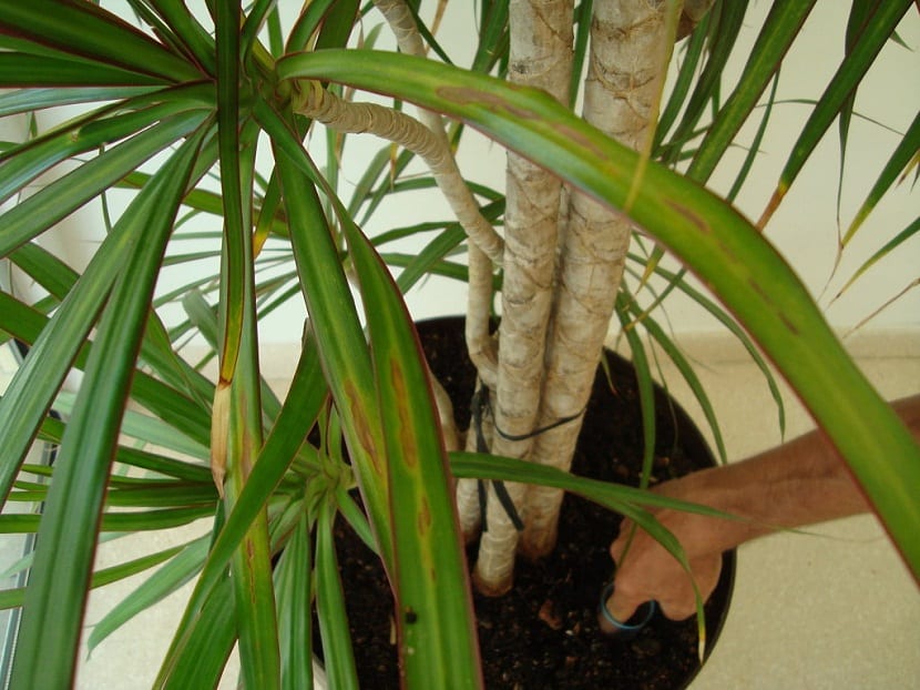 Hojas de drácena con puntas y bordes secos por acumulación de sales