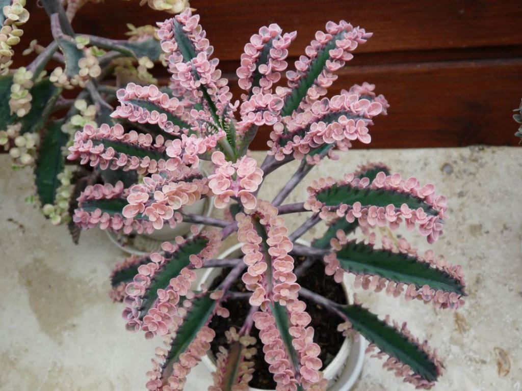 Kalanchoe Pink Butterflies con plántulas rosadas en el borde de las hojas