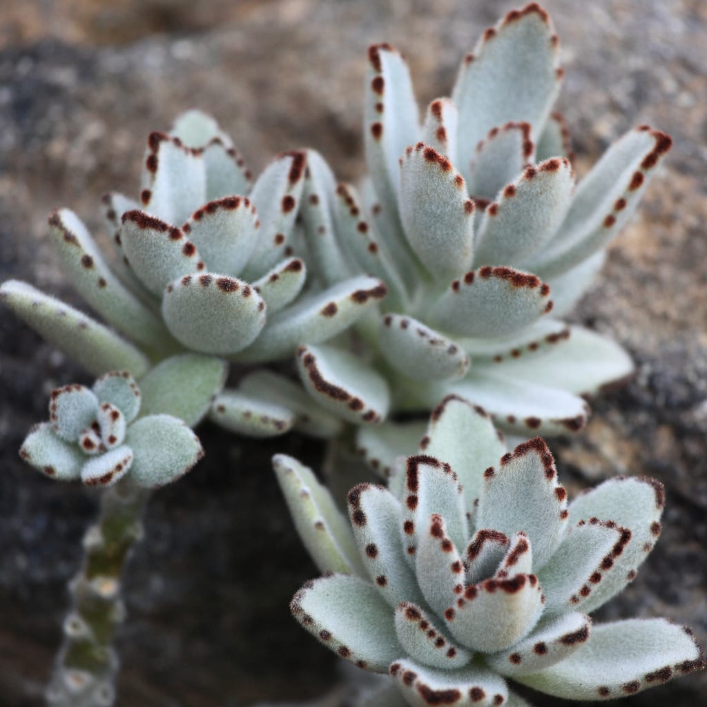 Kalanchoe tomentosa, de hojas afelpadas