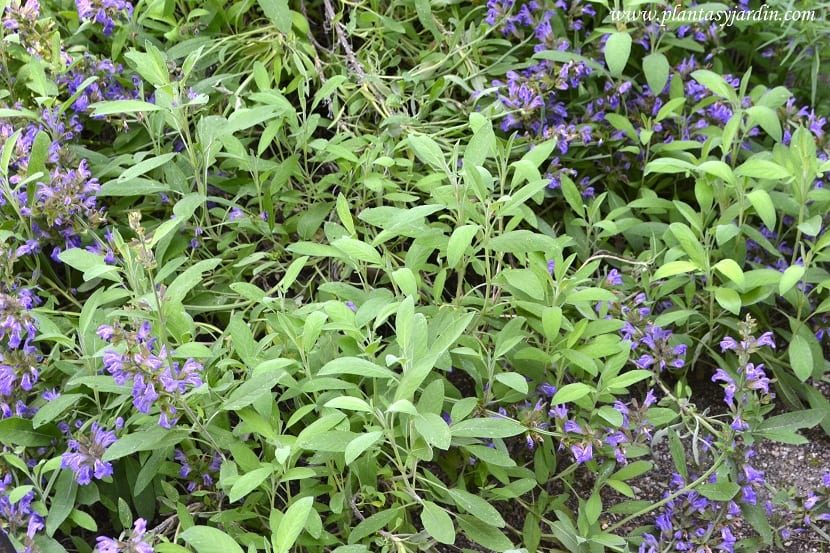 Tipos de salvia: cinco grupos por origen y por uso