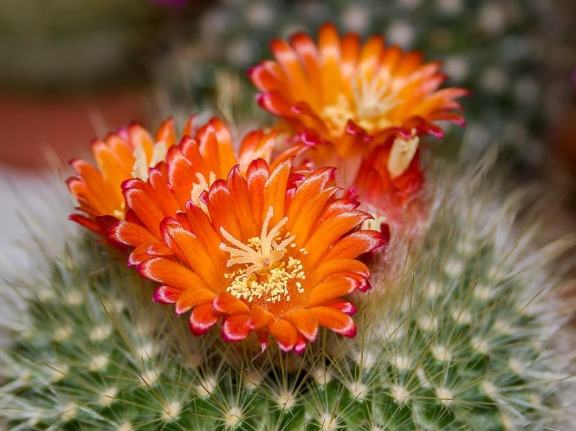 Mammillaria en maceta baja, ejemplo de planta de raíz superficial