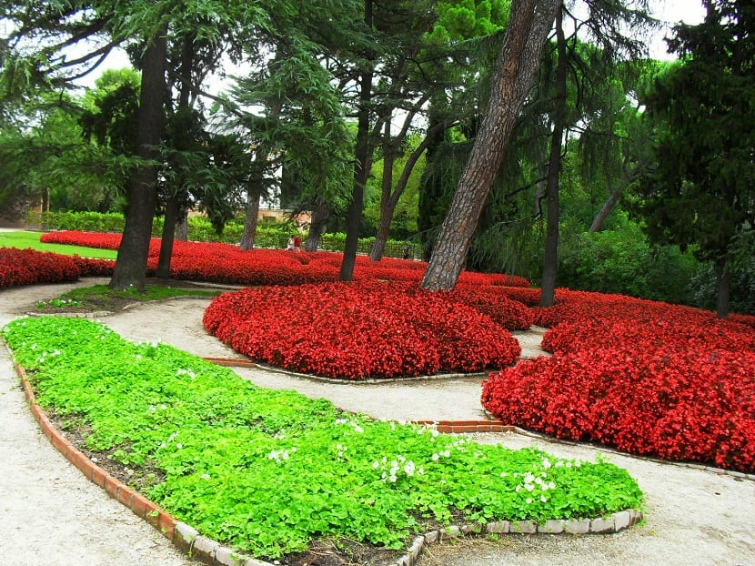 Alfombra vegetal cubriendo el suelo de un jardín