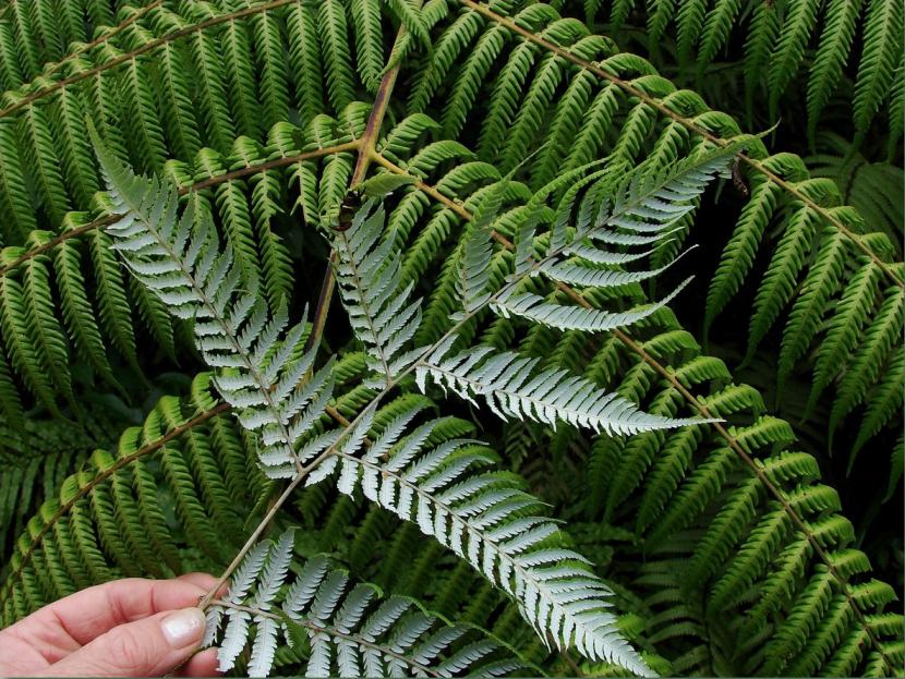Helecho arborescente del género Cyathea con su corona de frondas