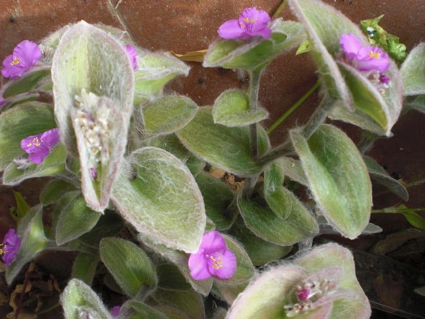 Tradescantia lanosa: cultivo y cuidados paso a paso