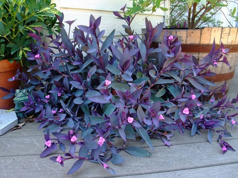 Tradescantia pallida: la tapizante morada de clima cálido