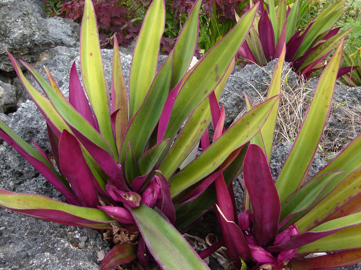 Tradescantia spathacea: la roseta y su flor escondida