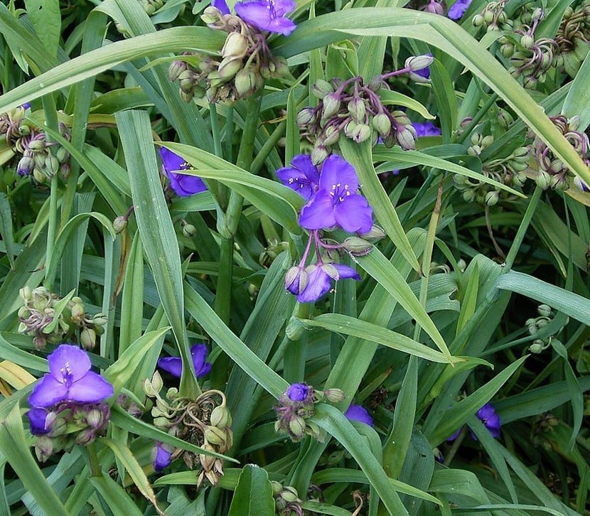 Tradescantia: los tres grupos del género y sus cuidados