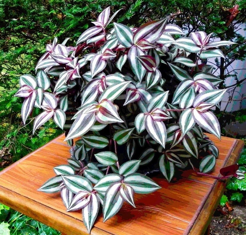 Tradescantia zebrina: leer su color para acertar con la luz