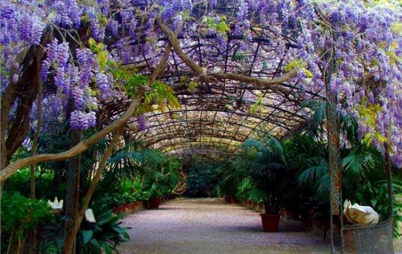 Enredaderas en flor cubriendo una estructura elevada