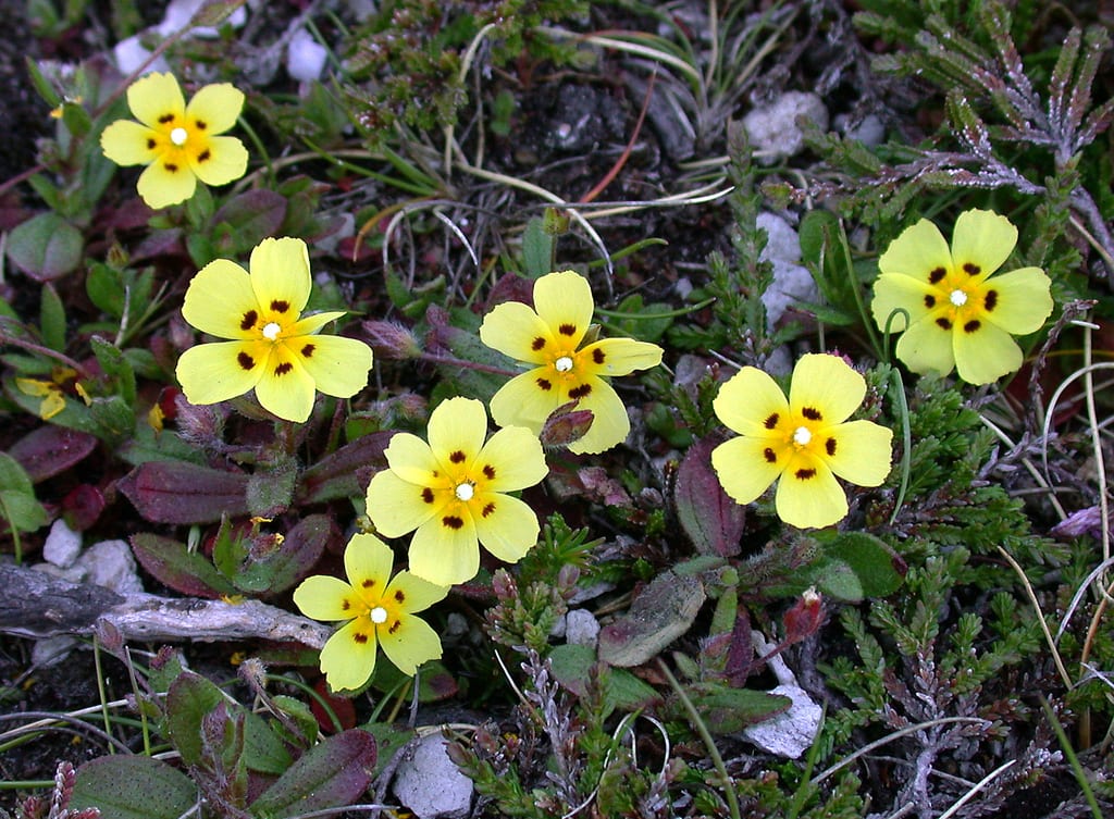 Tuberaria guttata: la hierba turmera y su flor de un día