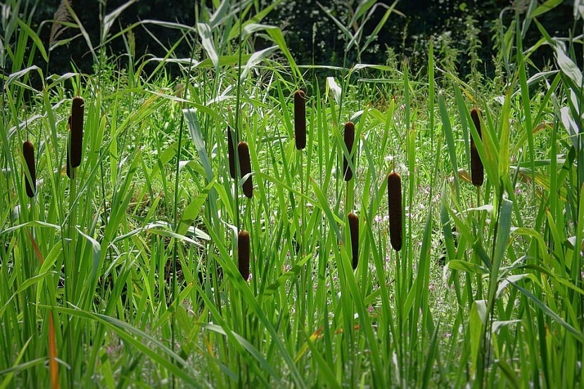 Typha o anea: depuradora natural y planta invasora