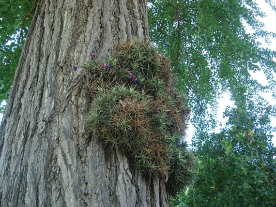 Clavel del aire creciendo sobre la rama de un árbol