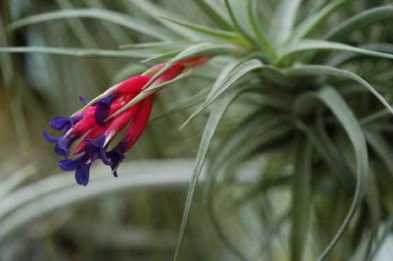 El clavel del aire: cómo vive una planta sin raíces