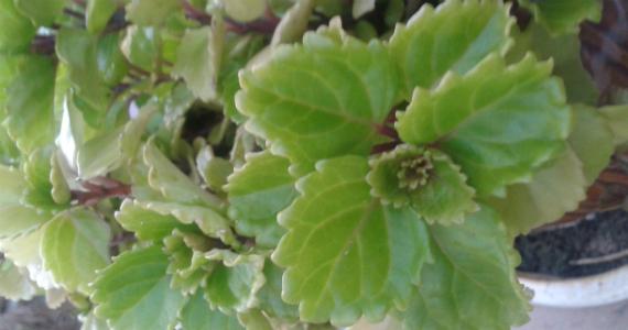 Planta del dinero, Plectranthus verticillatus, con sus hojas festoneadas