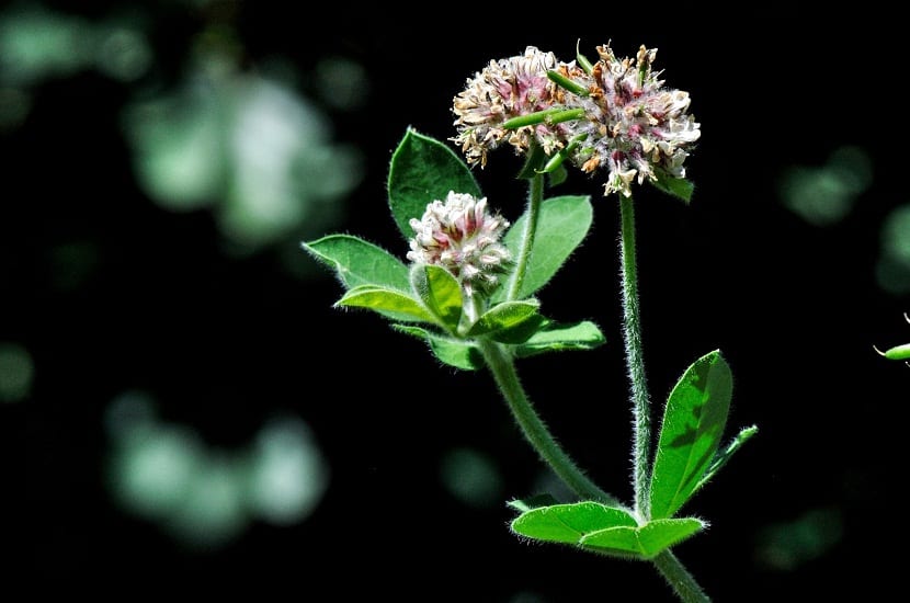 Flores blancas y hojas pelosas de la unciana