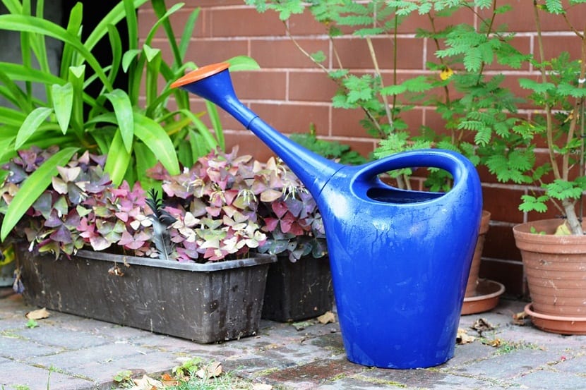 Hidrogel en las plantas: qué hace y qué no hace