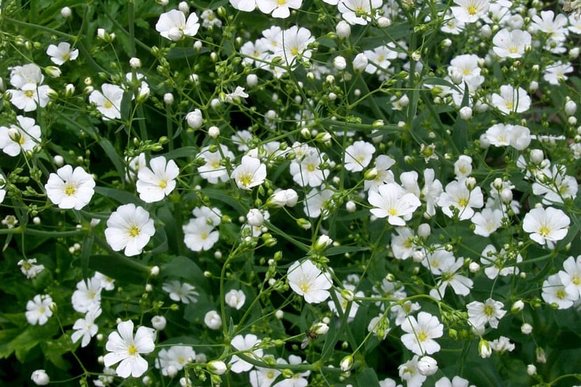 Nube de pequeñas flores blancas de Gypsophila