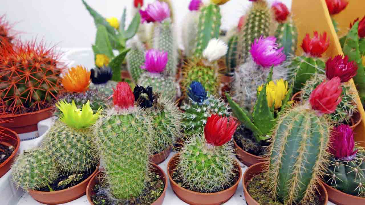 Ventajas y desventajas de las plantas suculentas