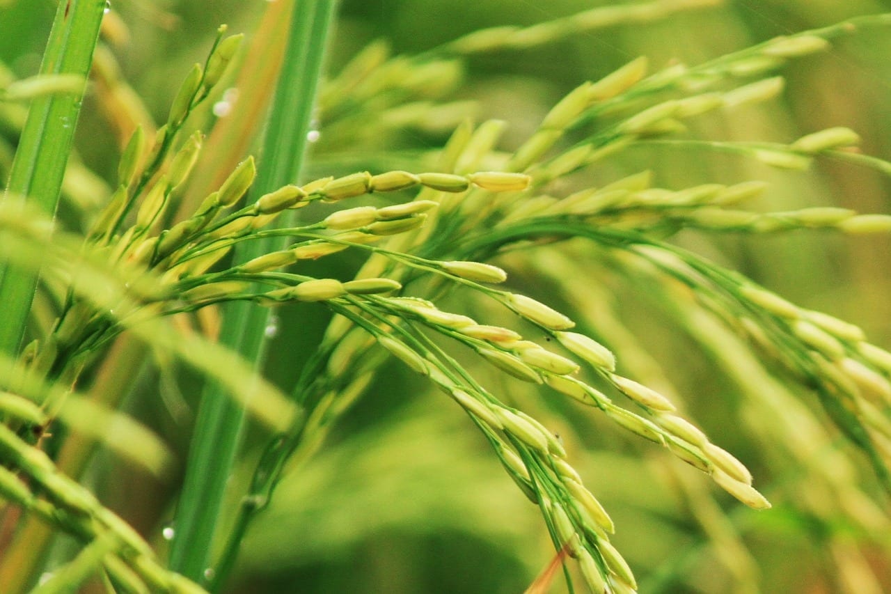 Cultivo de arroz