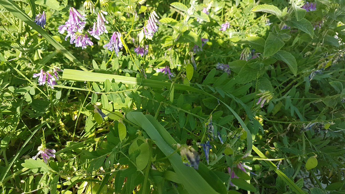 Vicia sativa o veza: el abono verde de referencia