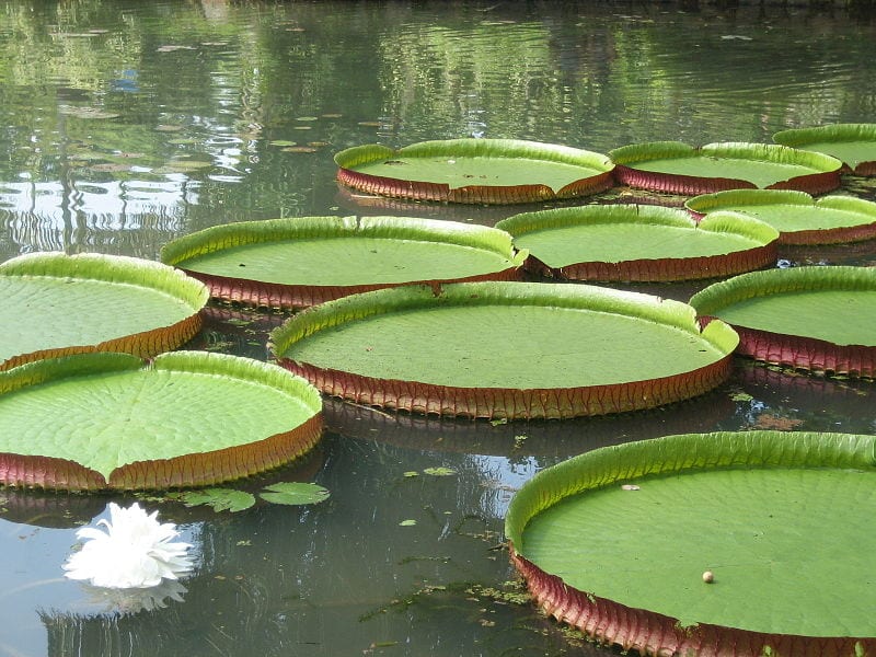 Victoria amazonica: la hoja gigante y su flor trampa
