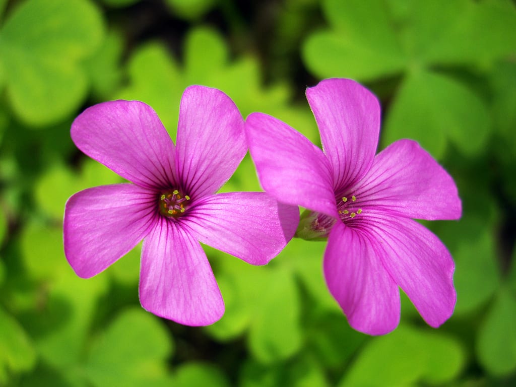 Oxalis articulata: el rizoma del vinagrillo rosado