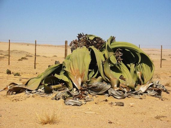 Welwitschia mirabilis: dos hojas para toda una vida