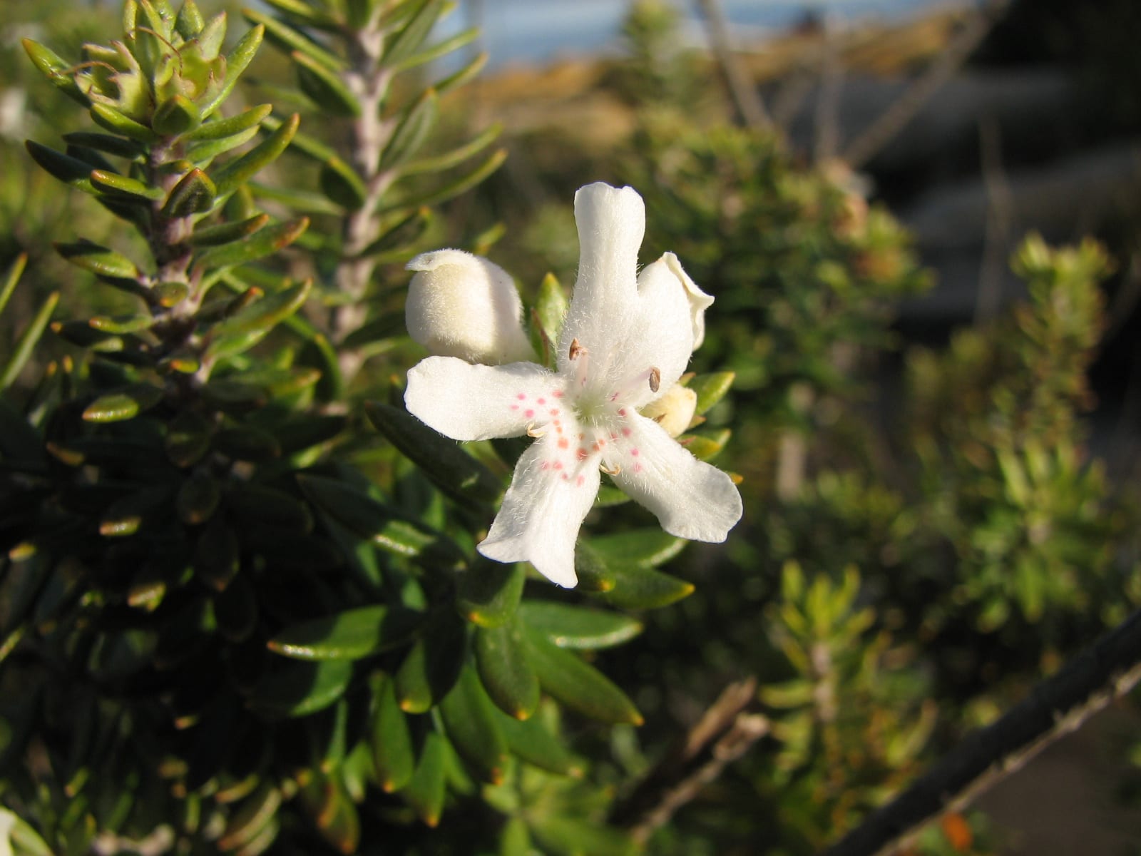 Flores blancas de Westringia fruticosa con la garganta punteada