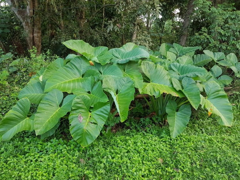 Detalle de la hoja sagitada de Xanthosoma sagittifolium