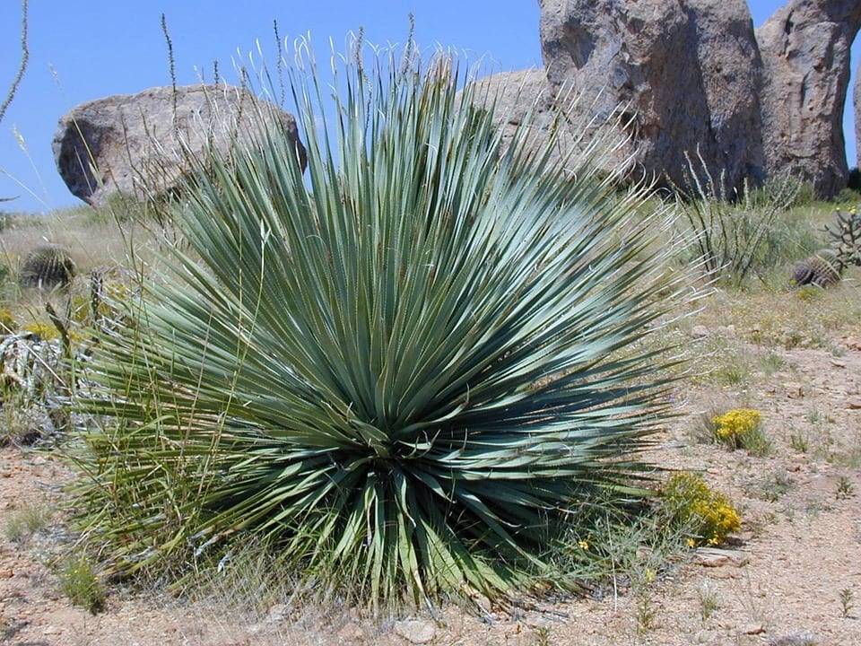 Yuca y Yucca: dos plantas distintas y sus cuidados