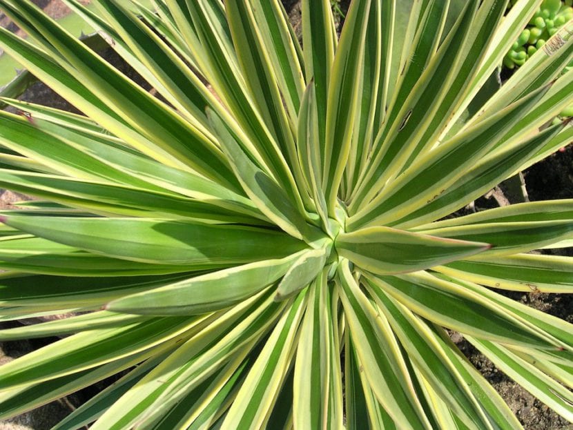 Yucca aloifolia variegata, con hojas rígidas de borde amarillo