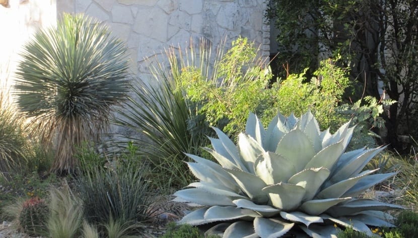 Yucca rostrata soportando el frío invernal en un jardín