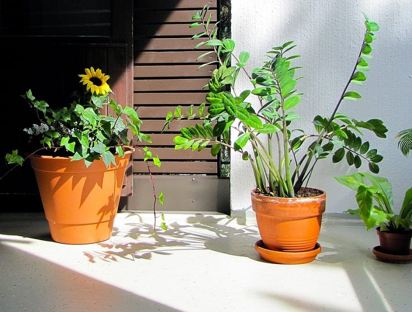 Zamioculcas zamiifolia: el rizoma que la sostiene