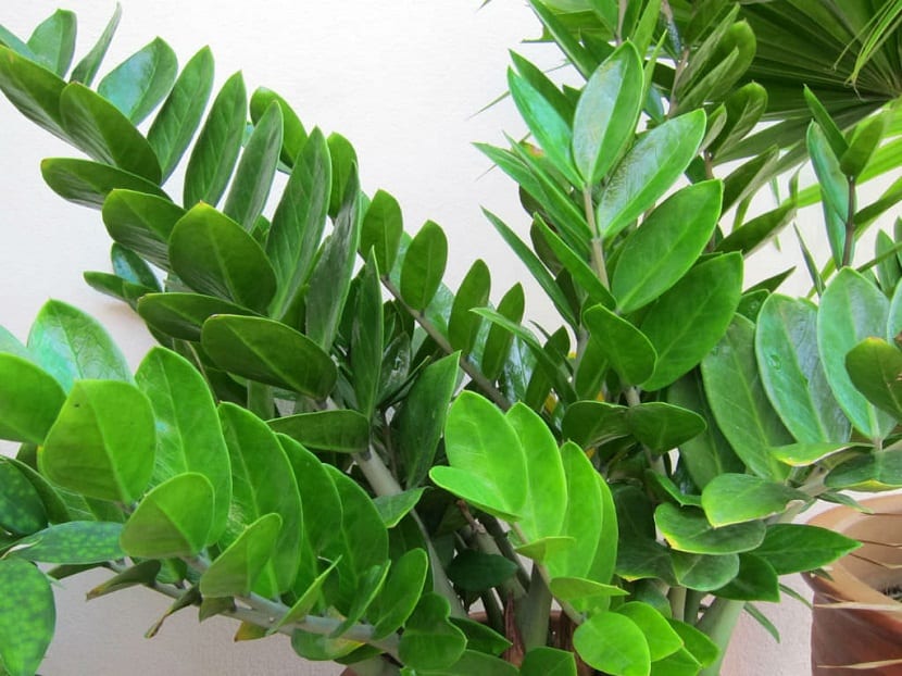 Hojas brillantes de Zamioculcas zamiifolia