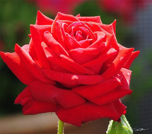 Rosáceas (Rosaceae): la familia de la rosa y el manzano