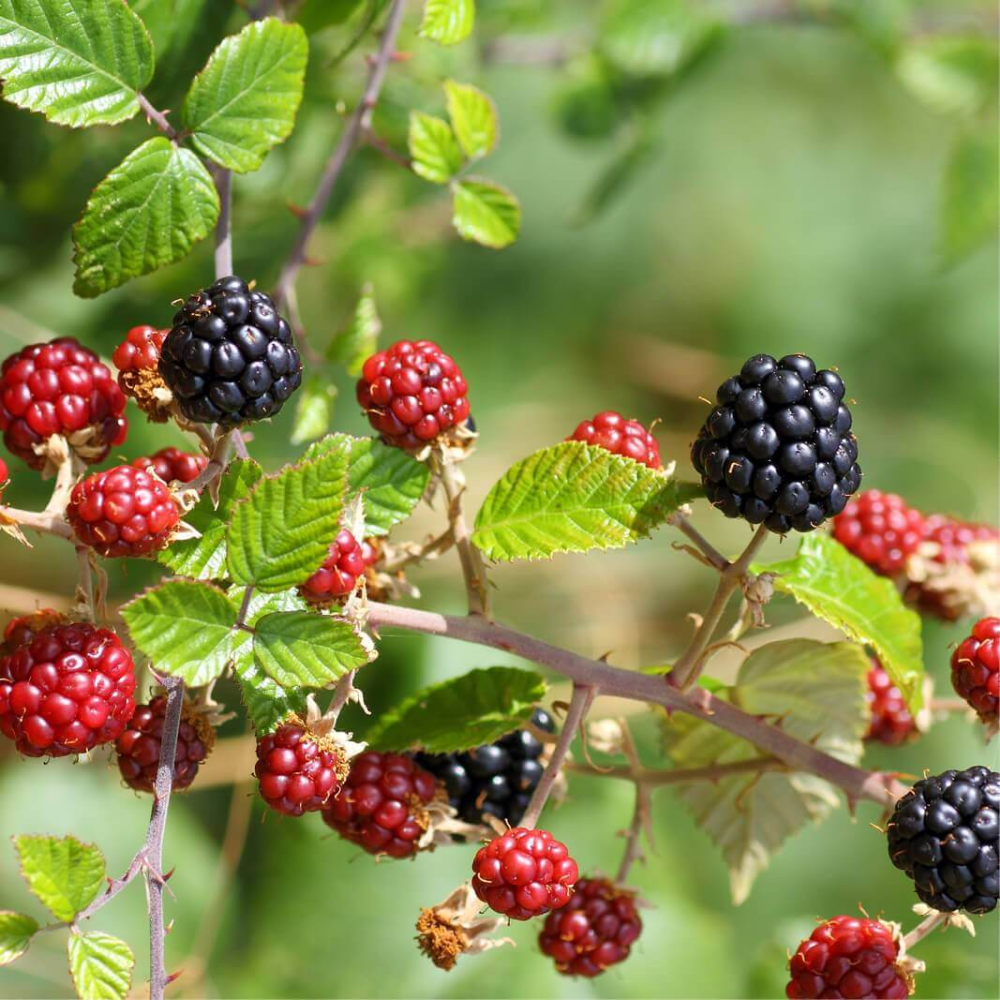 Zarzamora (Rubus ulmifolius): cultivo, poda y control