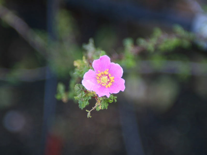 Rosa stellata, rosal de desierto