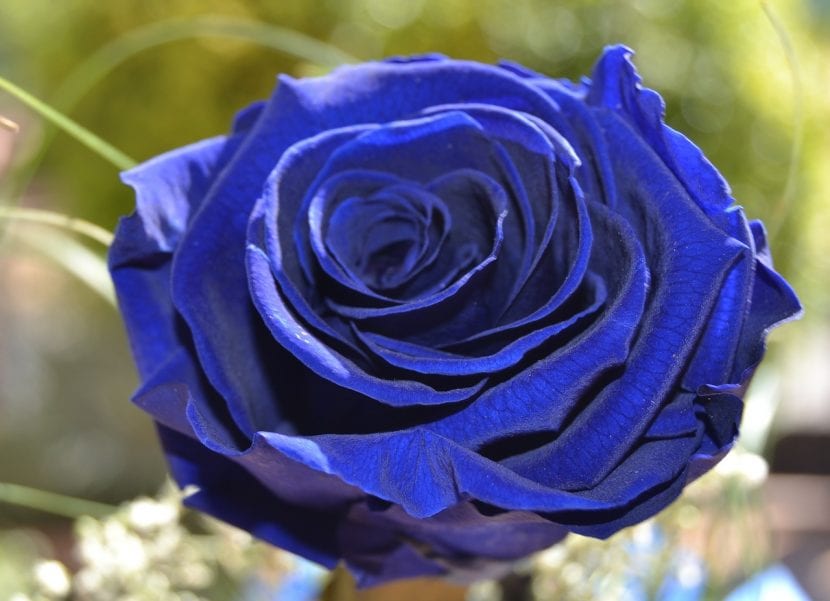 Rosa de tonos azulados en un jardín