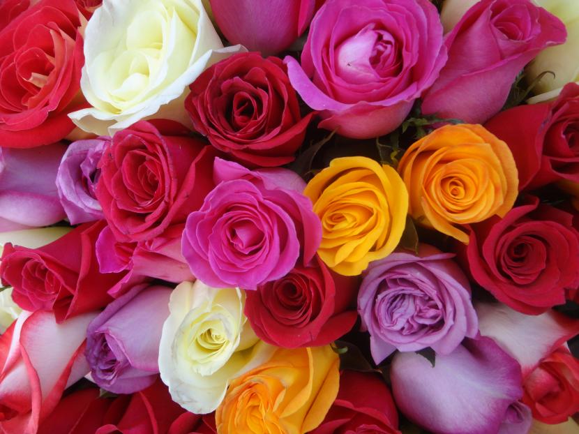 Pétalos de rosa de varios colores