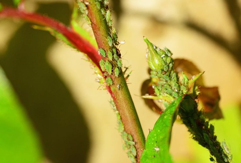 Colonia de pulgones sobre un brote tierno de rosal