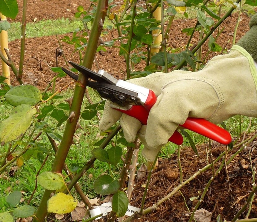 Poda de un rosal cortando por encima de una yema orientada hacia fuera
