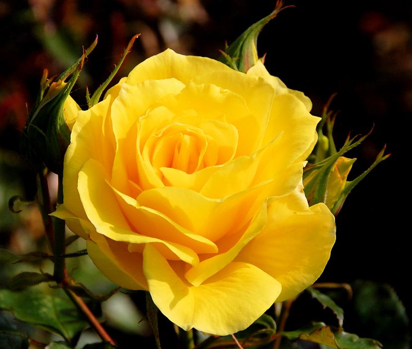 Flor de rosa amarilla abierta