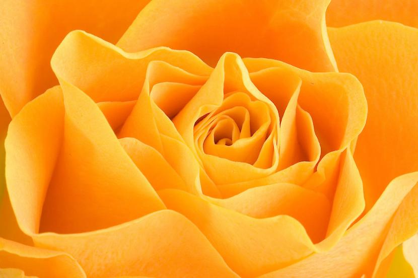 Rosal amarillo en plena floración